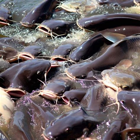 Catfish Farming in the Philippines: A Profitable Comprehensive .